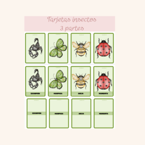 Tarjetas 3 partes Insectos
